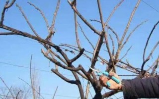 猕猴桃为何要人工授粉以及具体方法，雌雄花朵要相互传粉才能结果