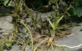 马铃薯晚疫病有什么症状，叶片发病会出现暗绿色水渍状斑点