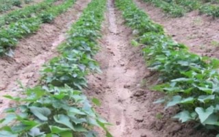 种红薯用什么肥料能变大变甜，肥料类型取决于生长时期