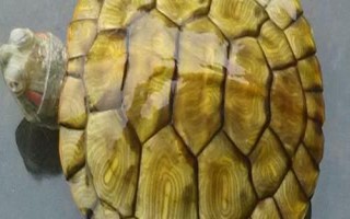 锦龟能长多大，成年后体长一般都会在10.2-25.1厘米之间