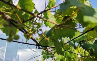 有哪些葡萄催红剂，主要有S-诱抗素、虾红素等