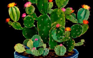 仙人掌有什么花语，具有坚强、等待、心底的爱等含义