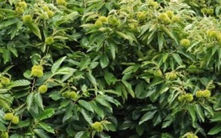 板栗只开花不结果原因，土壤不适合或者缺水都会导致