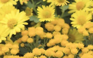 九月菊如何养殖，在生长期间需要充足的光照