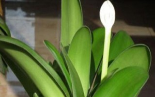 虎耳兰的种植方法，生长期间让土壤保持湿润