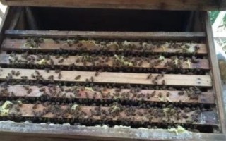 中蜂的分峰征兆，蜂群中出现大量雄蜂房是早期预兆