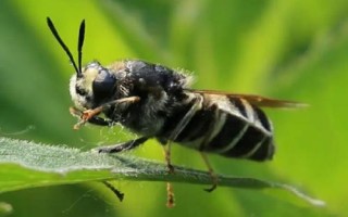 中国大虎头蜂的毒性强吗，毒性极强