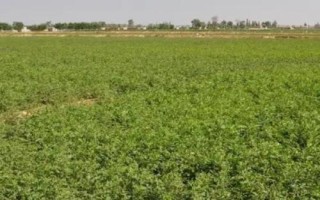 甘草要经过几年才能收获，通常需要3年左右