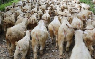 夏季养羊的注意事项，这四个方面不容忽视