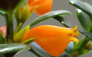 金鱼吊兰的换盆方法，换盆的前三天要暂停浇水