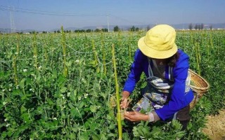 豌豆的套种技术,豌豆可以套种玉米、烟草等