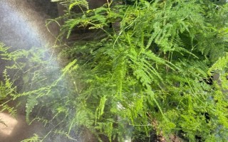 文竹叶片发黄如何处理，因受到暴晒而发黄需转移到半阴处