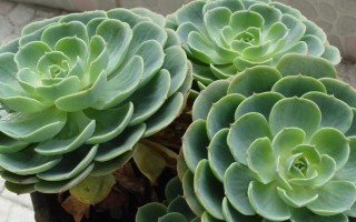 怎么养观音莲，冬季低于15℃时就需要采取保暖措施