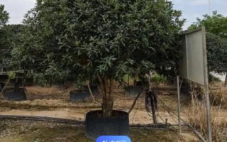 移栽大桂花树的注意事项,应选择在初春或秋天