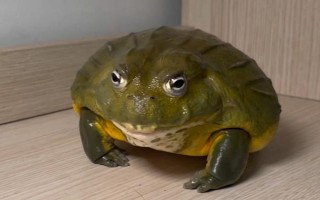 牛蛙有什么品种，我国主要养殖以下4种