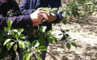 种植石榴怎么保花护果,人工授粉可增加坐果率