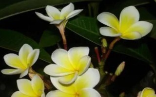 鸡蛋花黄叶的原因,可能是光照不当或温度不当等
