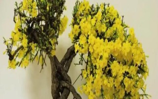 迎春花叶子发黑的原因，可能是患黑霉病