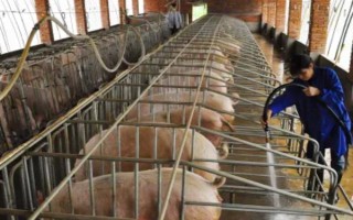 猪的应激反应如何减少，尽可能提供营养好的饲料