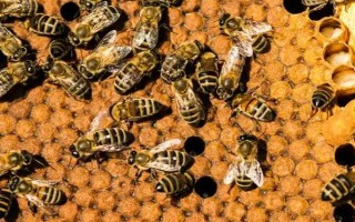 蜜蜂春繁在几月，间因各地气候不同而有差异