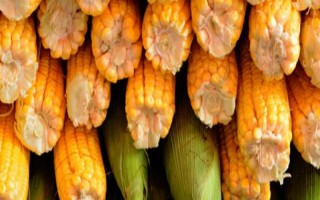 亲瑞3817（试验名称：翔玉8号）玉米品种的特性，播种时施足底肥