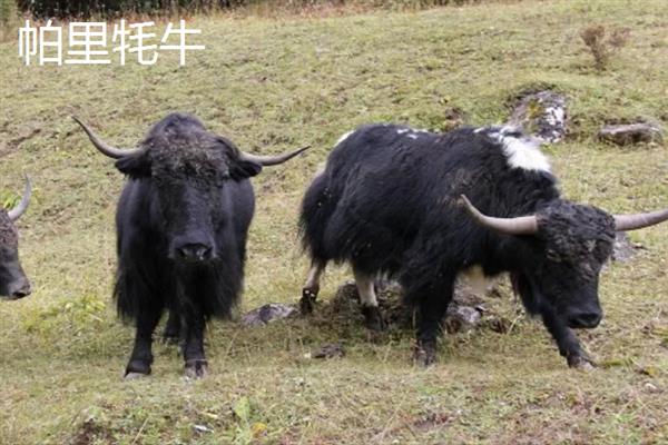 西藏那曲市的特产，酥油是藏族人不可缺少的食品