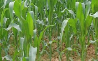 乾育18玉米品种简介，高抗小斑病