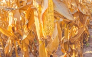立原26玉米种子特点,中抗大斑病
