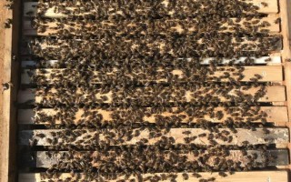 中蜂秋季分蜂在几月，每年的9-10月发生得最为集中