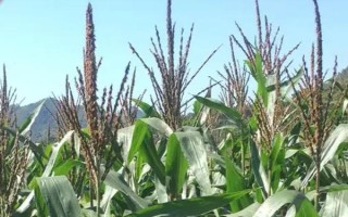 中单195玉米种子简介，普通玉米品种