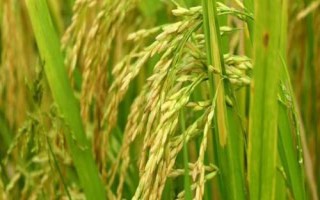 徽科粳K78水稻种简介,全生育期138.5天
