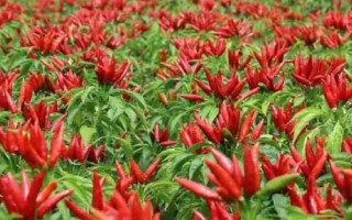 麦茬小辣椒怎么种植，需挑选株型紧凑的品种