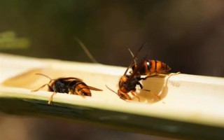 蜜蜂如何养殖，了解蜜蜂的生活习性是前提