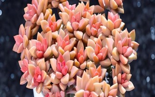 姬胧月多肉有没有毒，全株上下不含有一点毒性