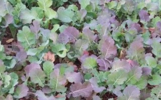 油菜缺硼症状，严重时会出现死苗