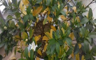 栀子花叶子发黄的原因，可能是水分不当或光照不当等