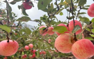 苹果的种植前景，收益可观但市场饱和度高可能会供大于求