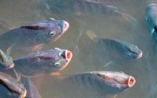 冬天鱼浮头的原因，可能是缺氧或趋温性所致