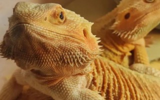 鬃狮蜥拉稀的原因，过度摄入水分、消化不良、患有肠炎均会导致