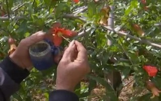 种植石榴怎么保花护果,人工授粉可增加坐果率