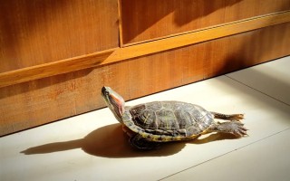 乌龟是不是每天都要喂食，幼龟每天都要喂一次