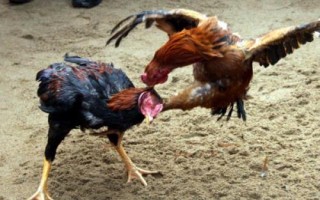 智利斗鸡什么时间养殖好,秋季养殖为佳