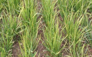 韭菜叶子有白点是什么，可能是韭菜灰霉病导致的