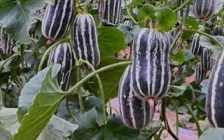 博洋9号甜瓜有什么特点,皮薄肉厚、具有良好的坐果性和丰产性