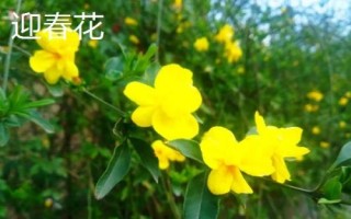 迎春花开放时间，一般在2-3月份开出