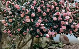 茶叶与茶花树的区别是什么，用途、叶片和花朵均不同