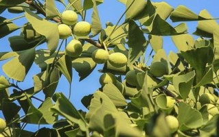 银杏落果如何处理，可采取施肥、浇水、修剪等措施