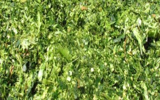 青贮饲料有什么优点，来源广泛且营养丰富