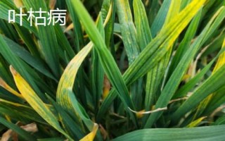 小麦有哪些病害,常见病害包括白粉病、锈病、赤霉病等类型