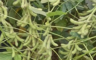 黑农75大豆品种的特性,低肥力地块22000株